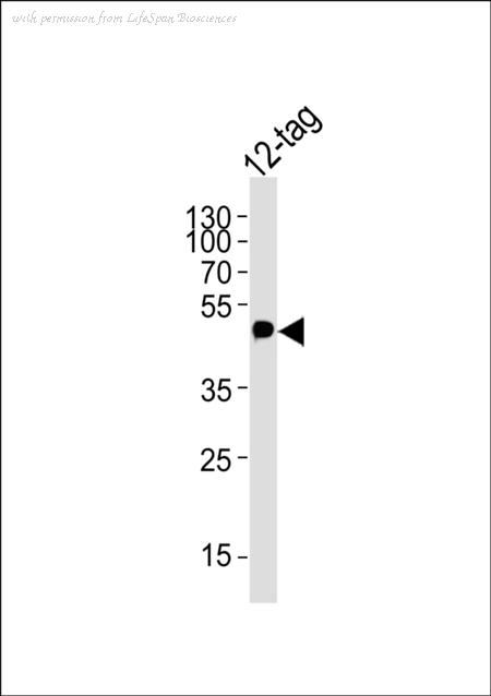 LifeSpan Biosciences LS-C157987 image 1
