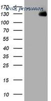 LifeSpan Biosciences LS-C175353 image 1