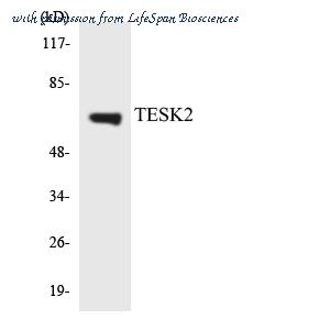 LifeSpan Biosciences LS-C200773 image 1