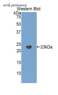 LifeSpan Biosciences LS-C297350 image 1