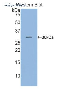 LifeSpan Biosciences LS-C297351 image 1