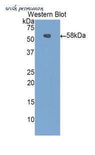 LifeSpan Biosciences LS-C297353 image 1