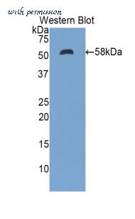 LifeSpan Biosciences LS-C297354 image 1