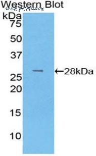 LifeSpan Biosciences LS-C297356 image 1
