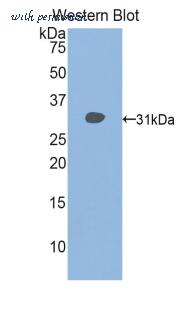 LifeSpan Biosciences LS-C297357 image 1