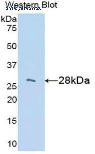LifeSpan Biosciences LS-C297359 image 1