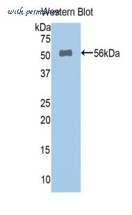 LifeSpan Biosciences LS-C298052 image 1