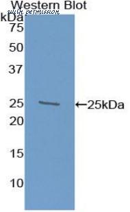 LifeSpan Biosciences LS-C298054 image 1