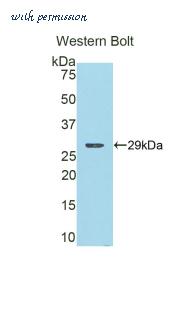 LifeSpan Biosciences LS-C298058 image 1