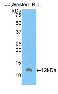LifeSpan Biosciences LS-C298064 image 1