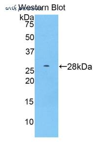 LifeSpan Biosciences LS-C298067 image 1