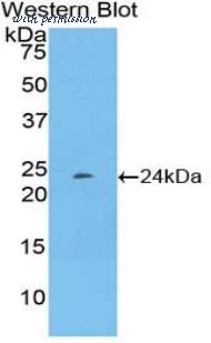 LifeSpan Biosciences LS-C298079 image 1
