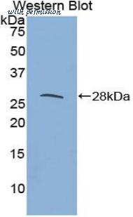 LifeSpan Biosciences LS-C298740 image 1