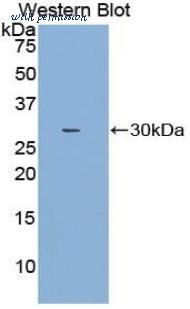 LifeSpan Biosciences LS-C298743 image 1