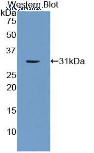 LifeSpan Biosciences LS-C298745 image 1