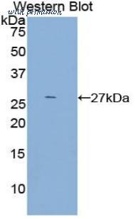 LifeSpan Biosciences LS-C298748 image 1