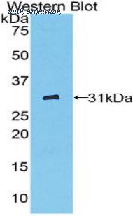 LifeSpan Biosciences LS-C298846 image 1