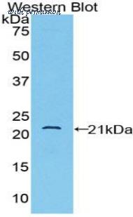 LifeSpan Biosciences LS-C298847 image 1