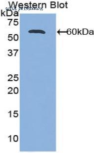 LifeSpan Biosciences LS-C299359 image 1