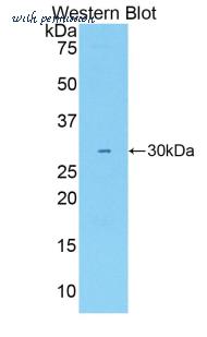 LifeSpan Biosciences LS-C299360 image 1