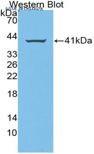 LifeSpan Biosciences LS-C299363 image 1