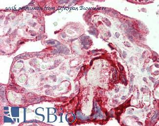 LifeSpan Biosciences LS-C299363 image 2