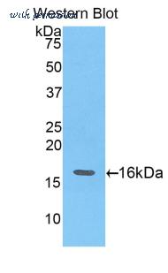LifeSpan Biosciences LS-C299365 image 1