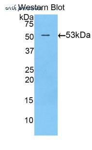 LifeSpan Biosciences LS-C300483 image 1