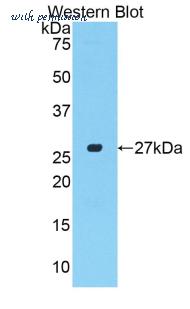LifeSpan Biosciences LS-C300487 image 1