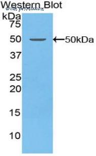 LifeSpan Biosciences LS-C300488 image 1