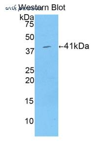 LifeSpan Biosciences LS-C300494 image 1