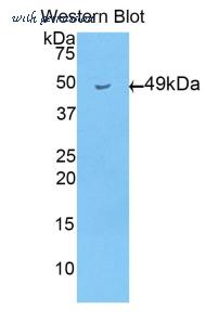 LifeSpan Biosciences LS-C300496 image 1
