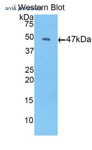 LifeSpan Biosciences LS-C300498 image 1