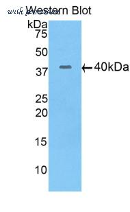 LifeSpan Biosciences LS-C300501 image 1