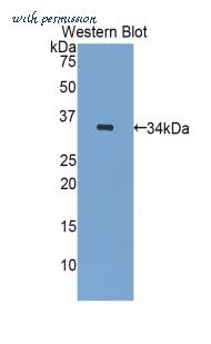 LifeSpan Biosciences LS-C300563 image 1
