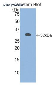 LifeSpan Biosciences LS-C300564 image 1