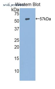 LifeSpan Biosciences LS-C300565 image 1