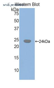 LifeSpan Biosciences LS-C300566 image 1