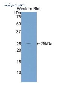 LifeSpan Biosciences LS-C300568 image 1