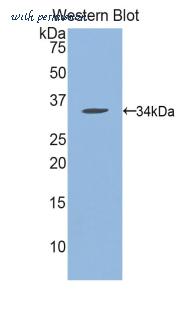 LifeSpan Biosciences LS-C300569 image 1