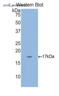 LifeSpan Biosciences LS-C300570 image 1