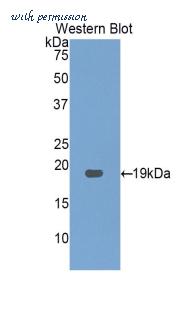 LifeSpan Biosciences LS-C300574 image 1