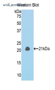 LifeSpan Biosciences LS-C300576 image 1