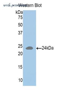 LifeSpan Biosciences LS-C300579 image 1