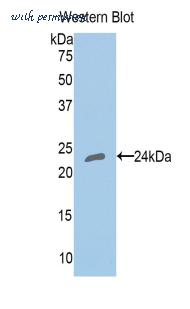 LifeSpan Biosciences LS-C300580 image 1