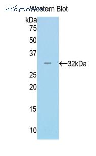LifeSpan Biosciences LS-C300583 image 1