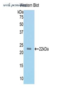 LifeSpan Biosciences LS-C300584 image 1