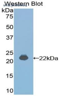 LifeSpan Biosciences LS-C300585 image 1