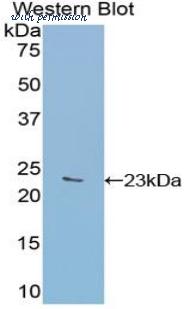 LifeSpan Biosciences LS-C300586 image 1