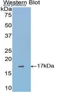 LifeSpan Biosciences LS-C300587 image 1